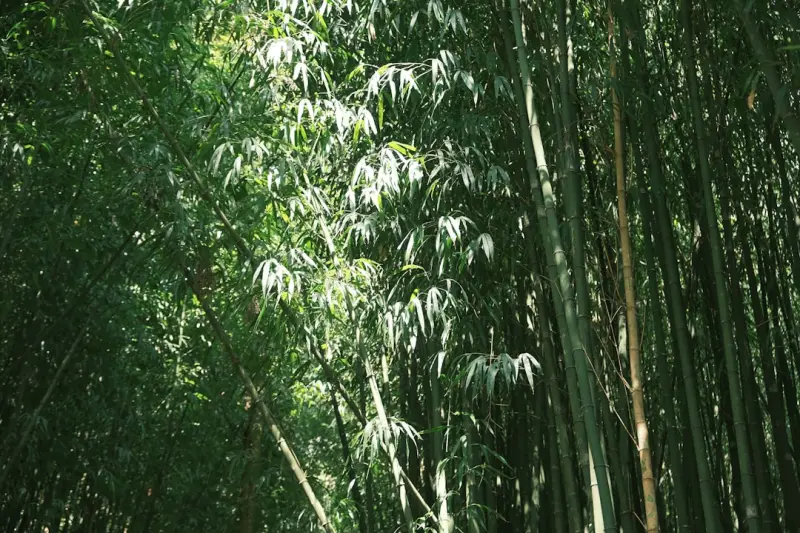 2025年重庆地区孕妇美睫服务规范与操作流程指南